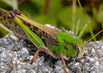 Tonosamabatta(Locusta migratoria)