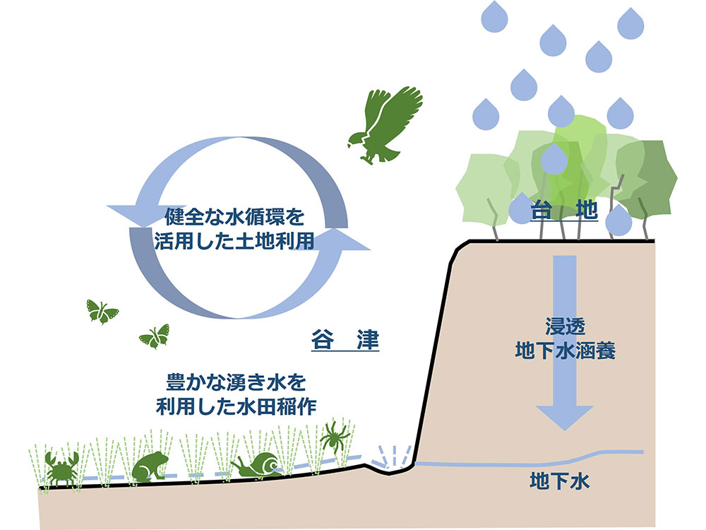 谷津の仕組み