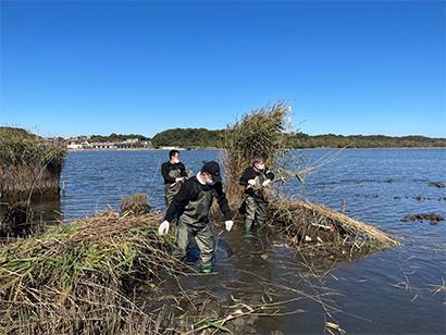 佐鳴湖ヨシ刈り