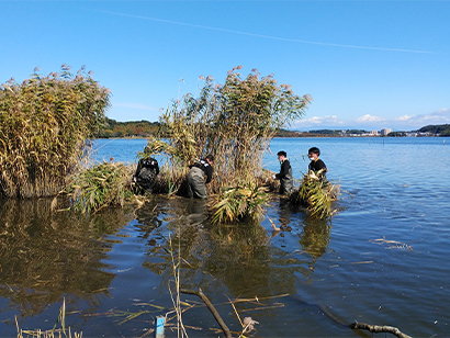 佐鳴湖ヨシ刈り