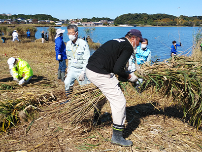 佐鳴湖ヨシ刈り