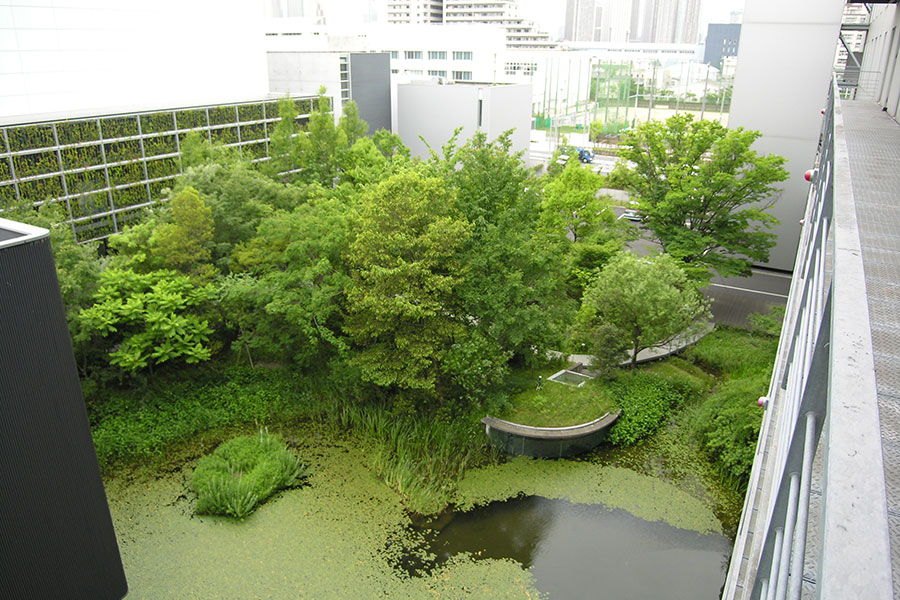 Biotope 10 years after its construction in 2016