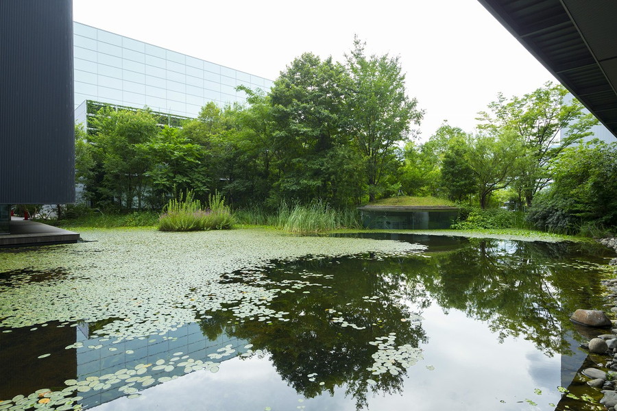 Restoring and creating natural ecosystems in urban areas