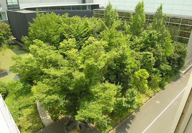 Saisei-no-Mori Biotope demonstrates the possibility of advancing biodiversity