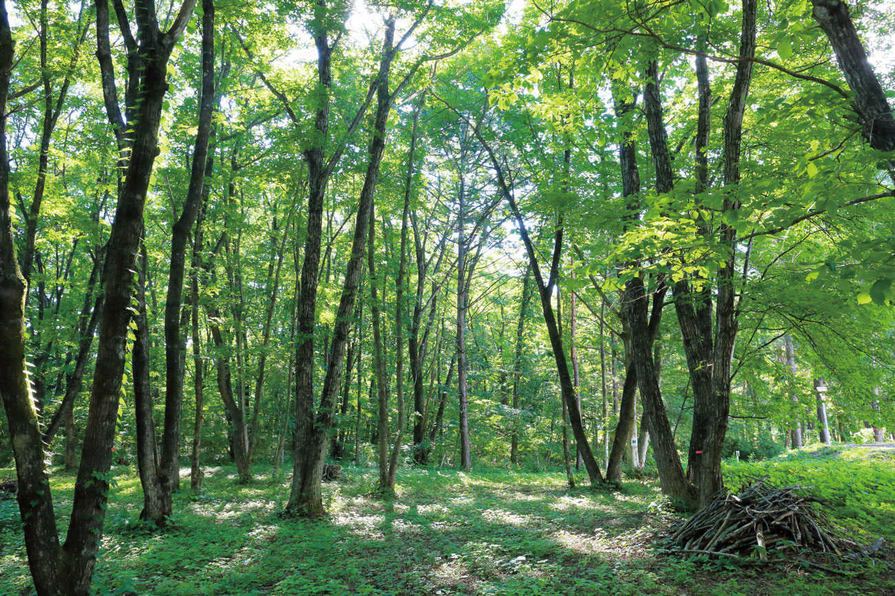 Grove of Trees Owned by Morioka Seiko Instruments Inc.