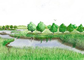 Ecological Landscape