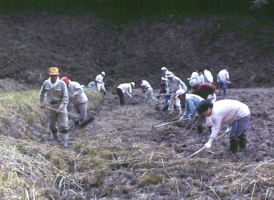 Forest maintenance activity