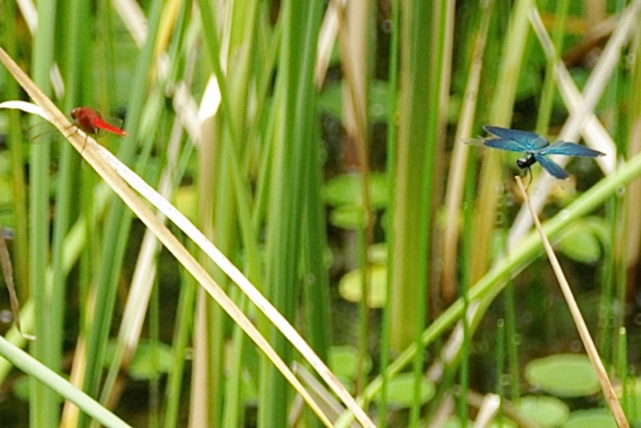 Red Dragonfly and Butterfly Skimmer