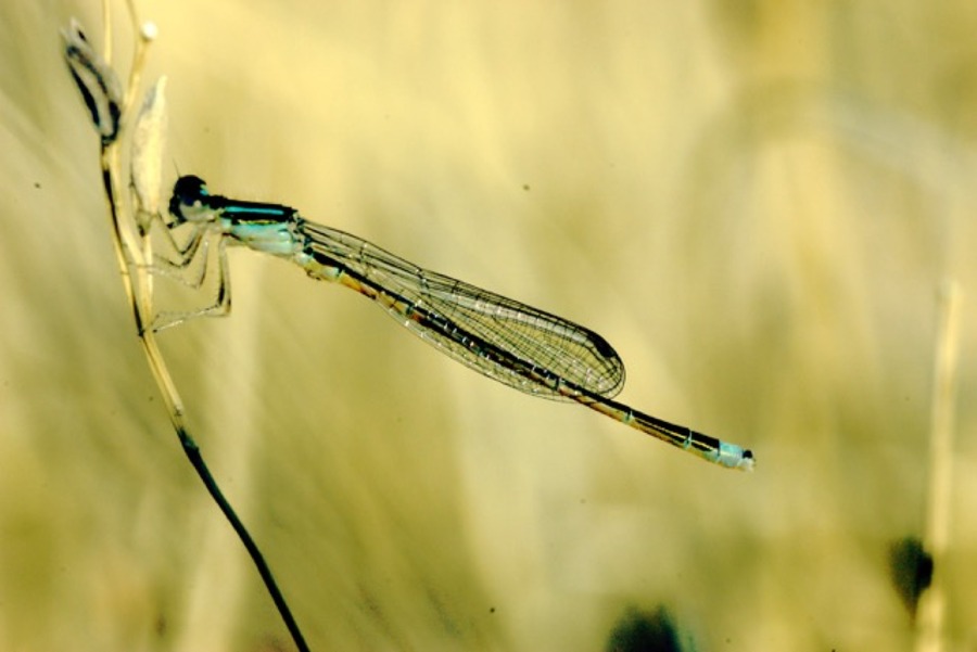 Damselfly