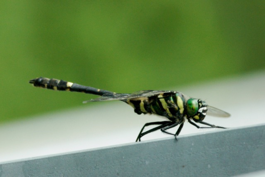 Oyama Dragonfly