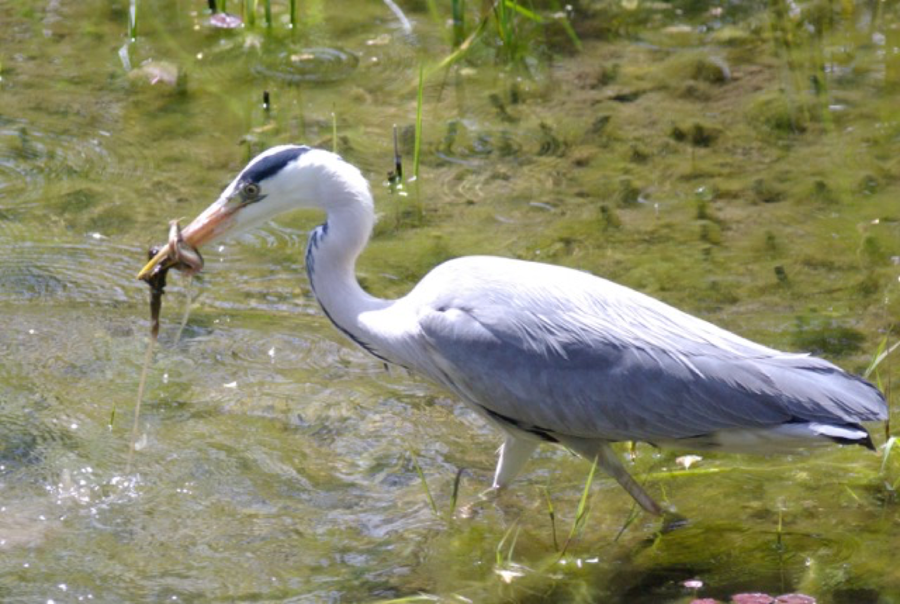 A heron looking for food