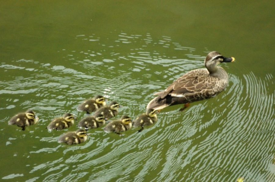 Spot-billed duck and chicks