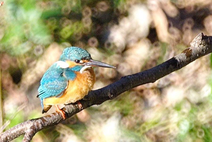 Kingfisher