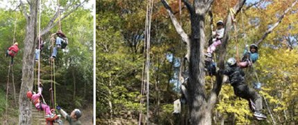 Tree climbing (using a rope)