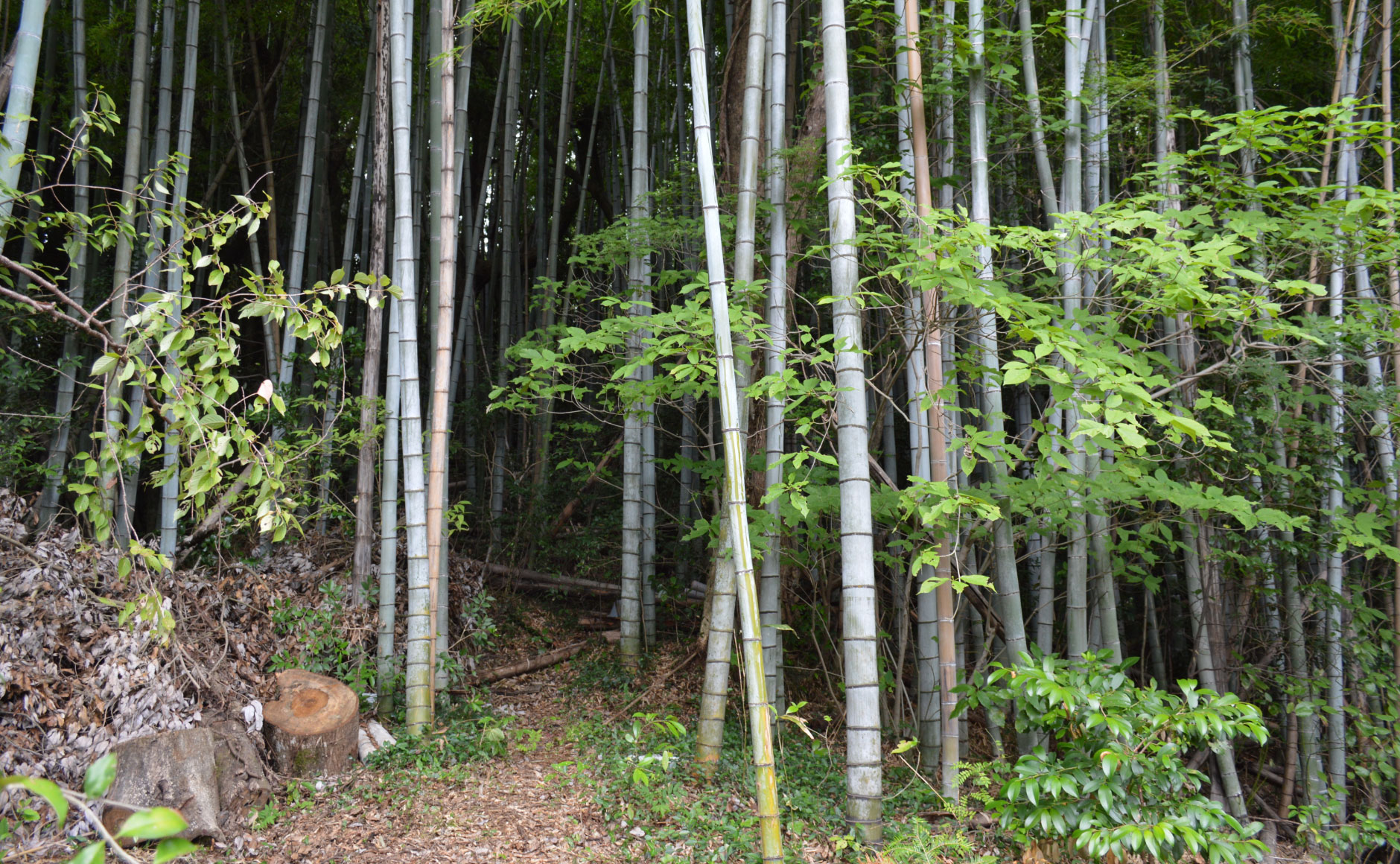 They forged their way through the hills behind and procured the wood. They then counted back from the time schedule for assembly and also cut the trees to allow time for them to dry.