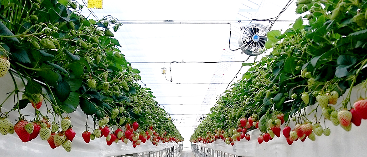 A Construction Company is Growing Strawberries!