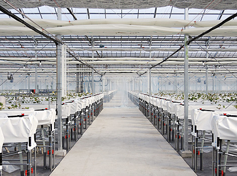 The 200-meter-long central aisle, with a line of flow planned for high productivity