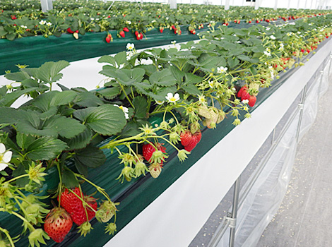Seasonal varieties (Winter strawberries): Tochiotome, Benihoppe