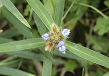 Tanukimame(Crotalaria sessiliflora)