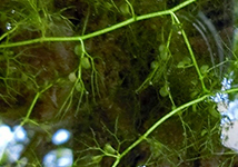 Tanukimo(Utricularia japonica)