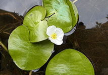 Tochikagami(Hydrocharis dubia)