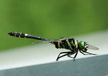 Oyama tombo(Epophthalmia elegans (Oyama dragonfly))