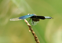 Cho tombo(Rhyothemis fuliginosa)