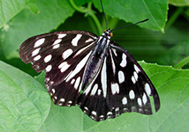 Gomadaracho(Hestina persimilis japonica)