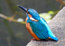 Kawasemi(Alcedo atthis (Kingfisher))