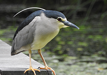 Goisagi(Nycticorax nycticorax)