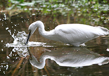 Kosagi(Egretta garzetta)