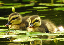 Karugamo chicks(Anas poecilorhyncha)