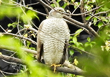 Haitaka(Accipiter nisus (Eurasian sparrowhawk))