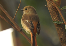 Jobitaki(Phoenicurus auroreus)