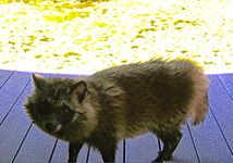 Tanuki(Nyctereutes procyonoides)