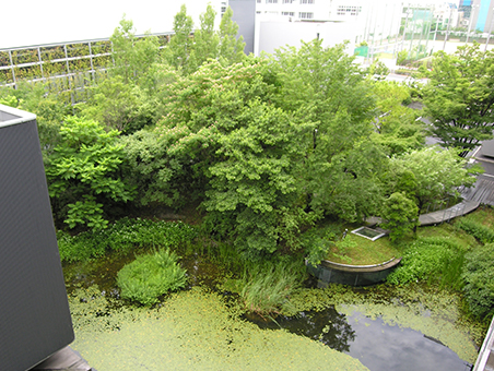 Saisei-no-Mori in 2018, 12 years after it was built