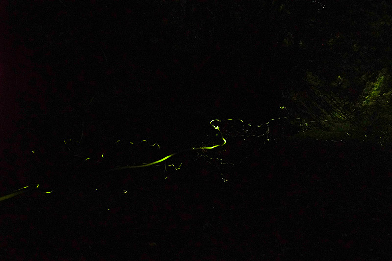 活動の写真