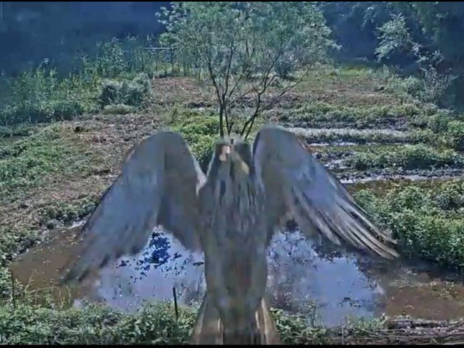 ウェブカメラで撮影されたサシバ（環境省レッドリスト絶滅危惧Ⅱ類）