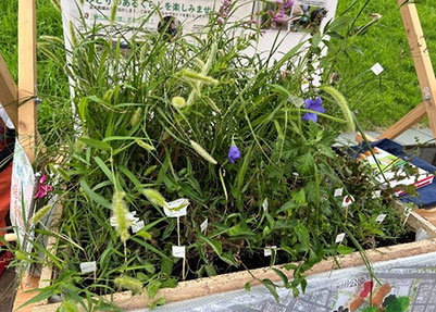 共同出展メンバーが在来の植物・廃材を持ち寄り製作した「野の箱庭」