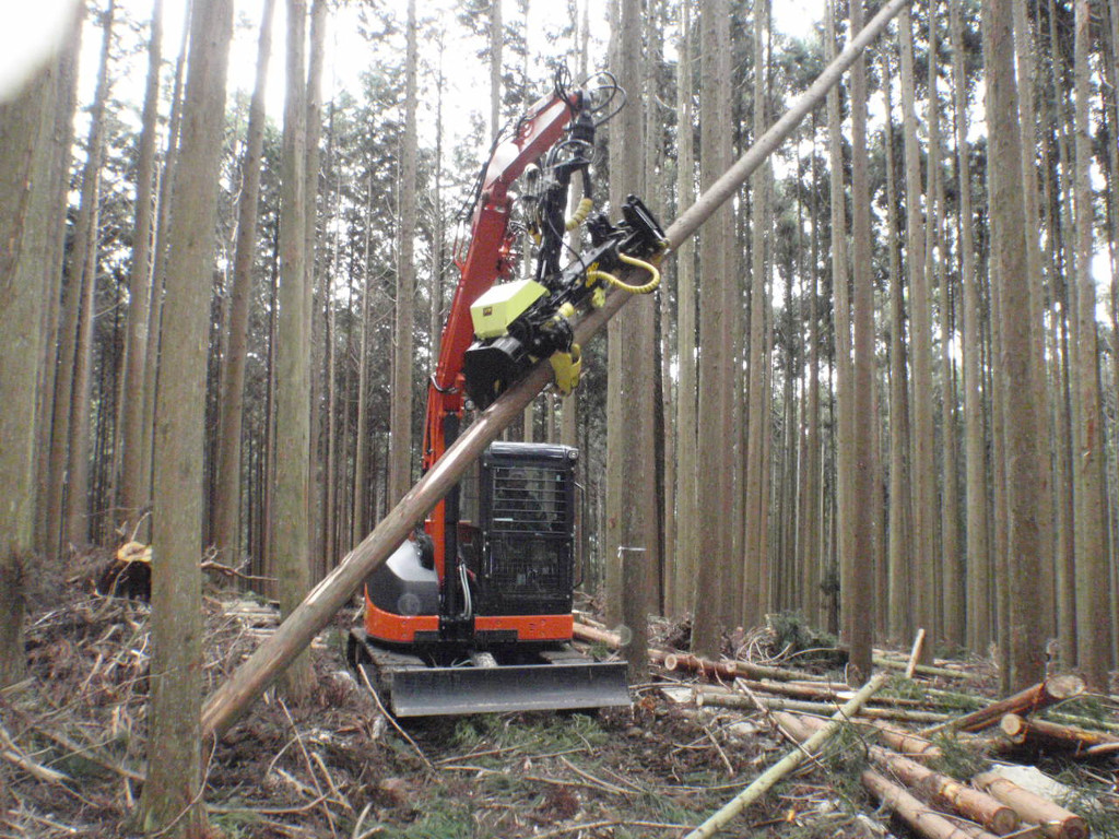 Thinning holds the key to forestry’s future