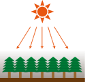 太陽光が差し込まず、下草が生えない為に、表面の土が流出して根が剥き出しになっています