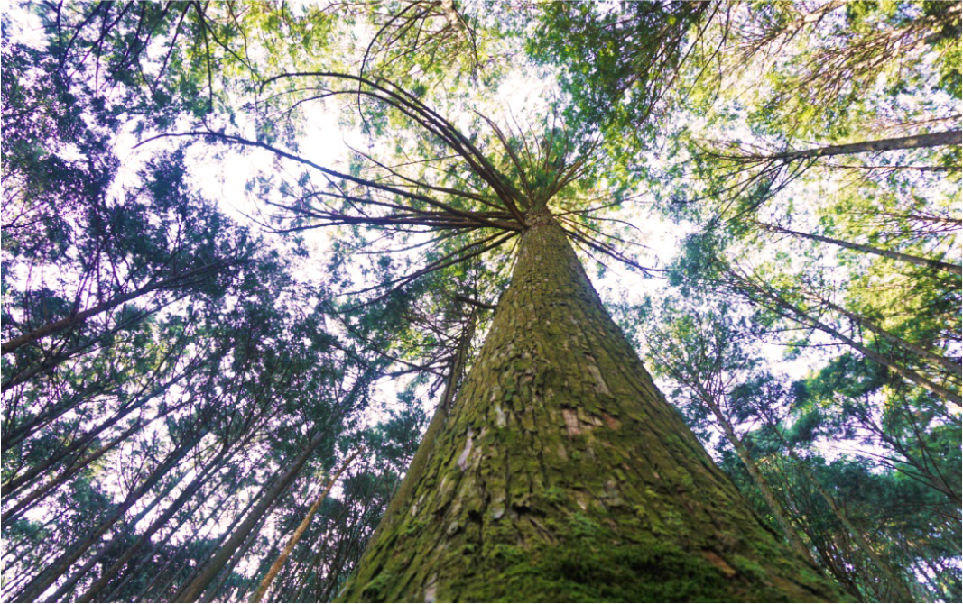 木の可能性を探る Vol.62 FSC® CoC認証を取得