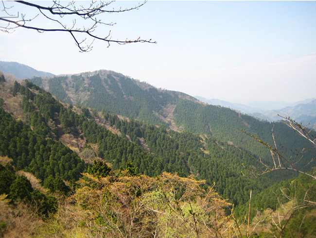 植林され、管理が行き届いた針葉樹の山