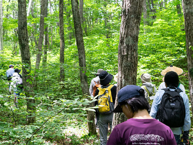 飛騨市に広がる豊かな広葉樹の森
