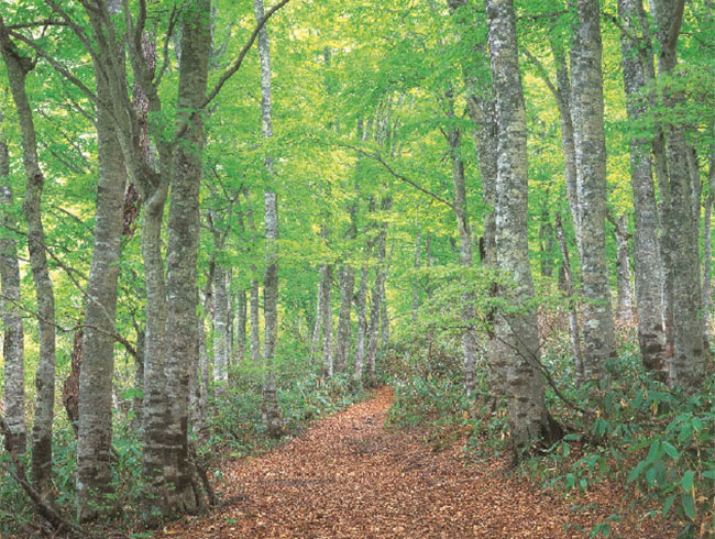 飛騨市に広がる豊かな広葉樹の森