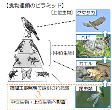 食物連鎖のピラミッド