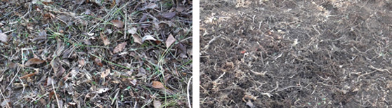 除染作業前（左）と除染後に植生の根が残っている状況