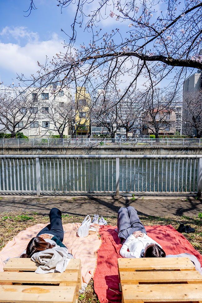 桜の下で寝転ぶ人たち