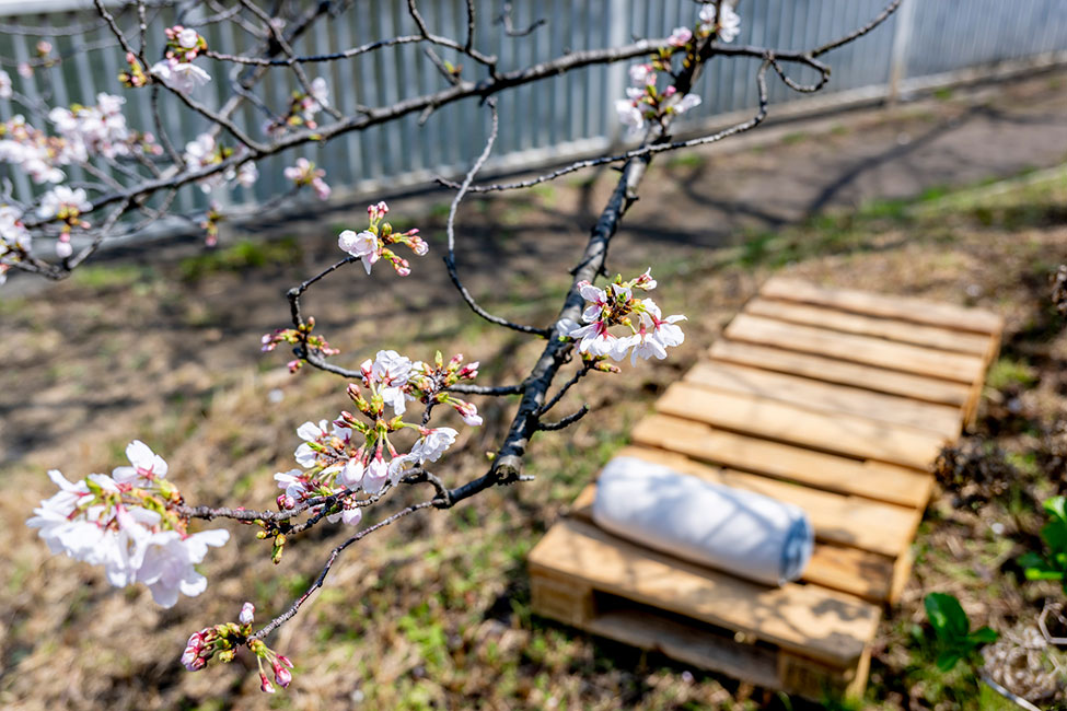 桜とベンチ