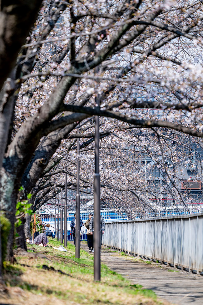 桜並木を歩く人たち